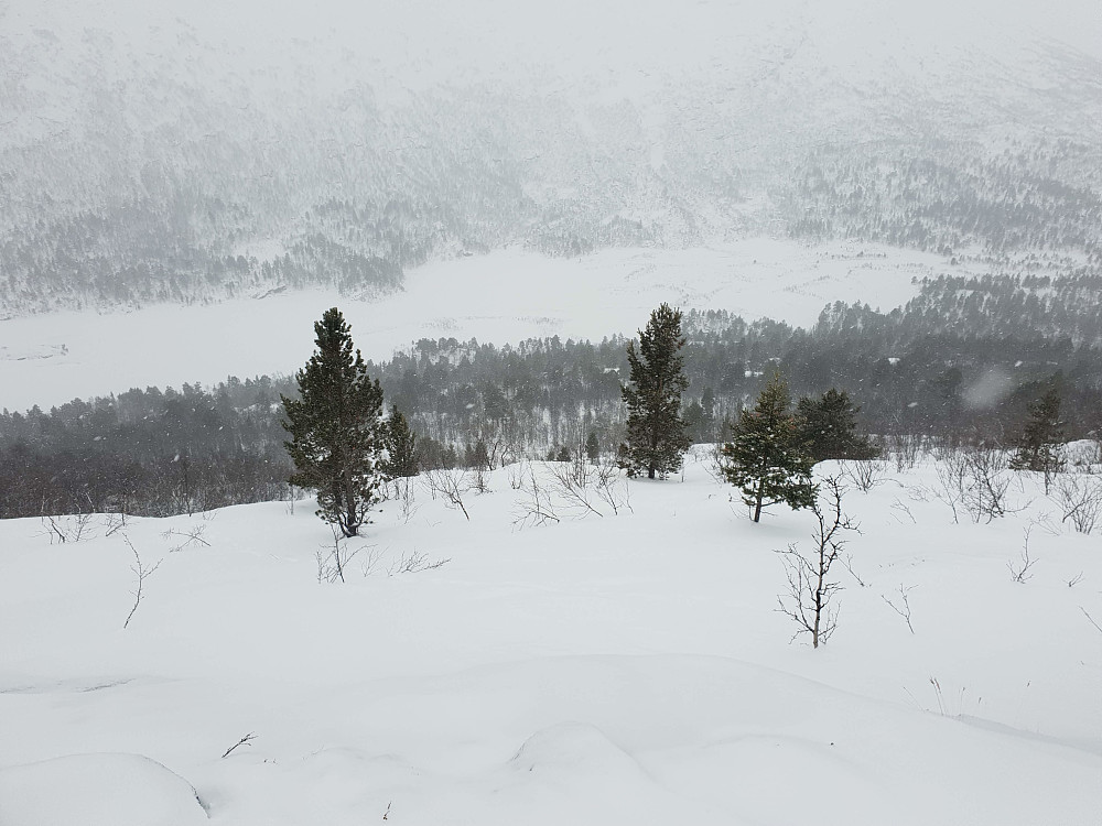 Skogskjøring ned sørsida på Novi. Litt avblåst/lite snø i øvre del.
