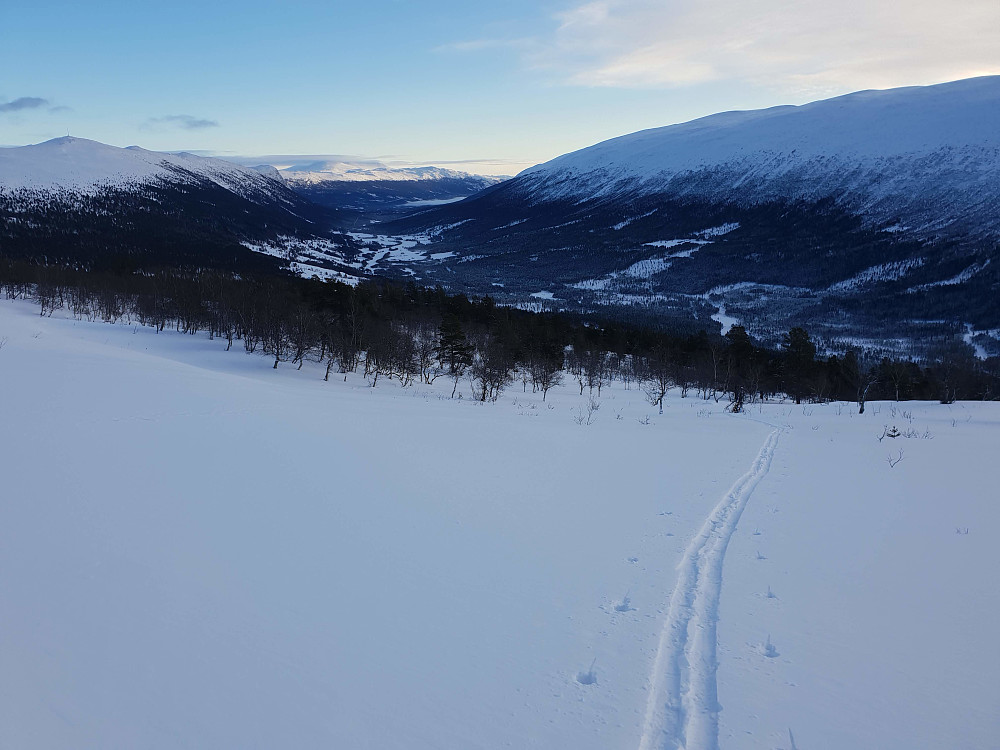 Fint rundt tregrensa.