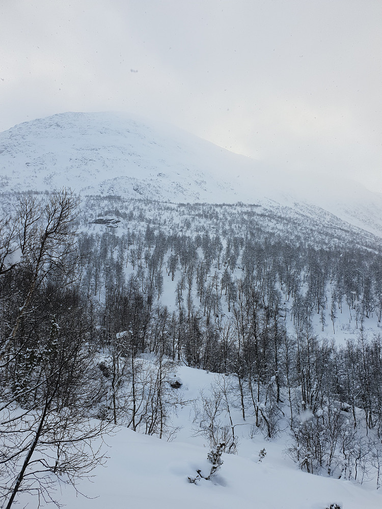 Fin skogskjøring i Bessdalen.