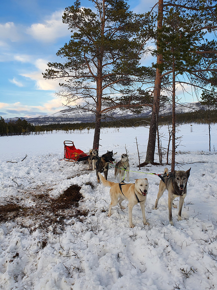 Hundene stod og ventet på oss nede i dalen.