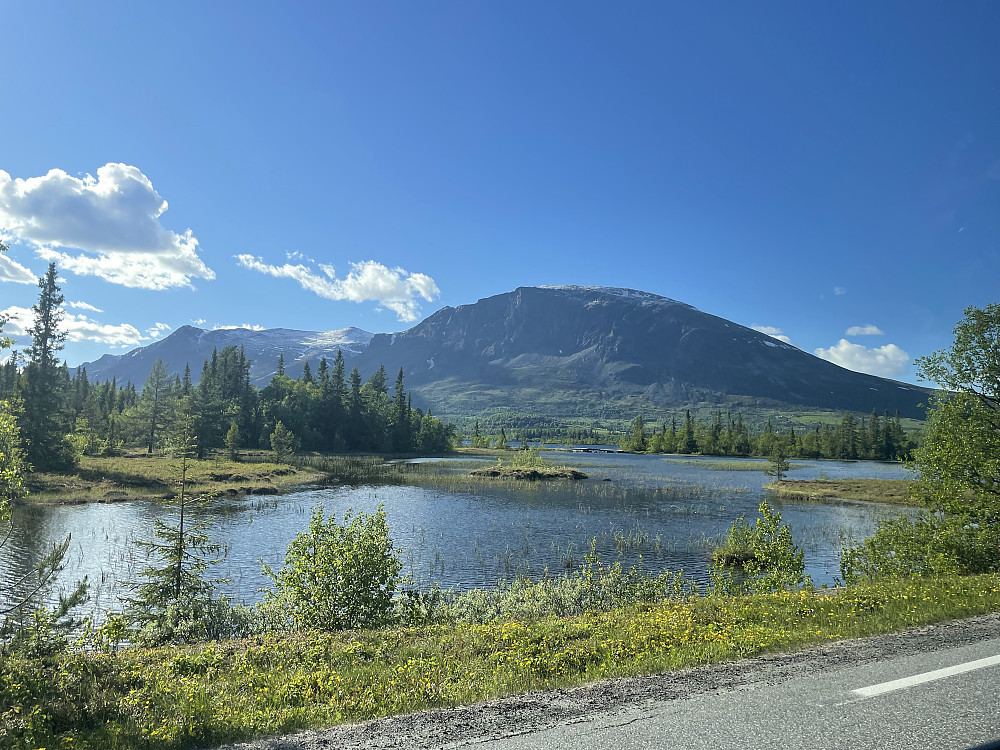 Skogshorn