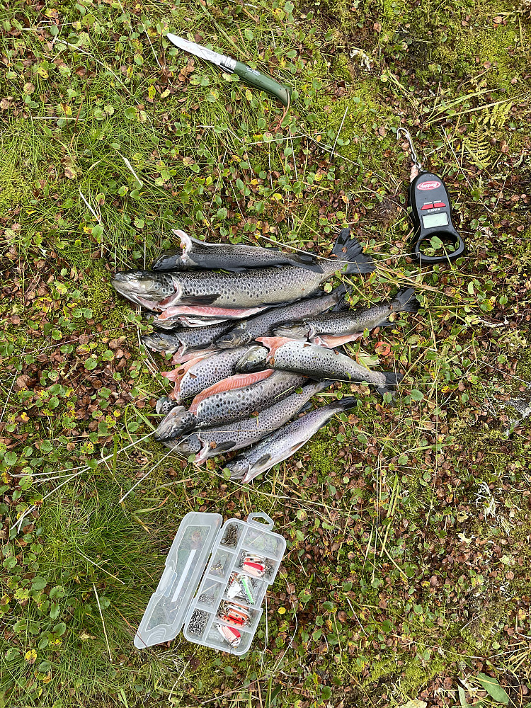 Fin ørret.