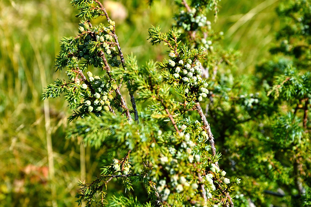 Einebusk (Juniperus communis)