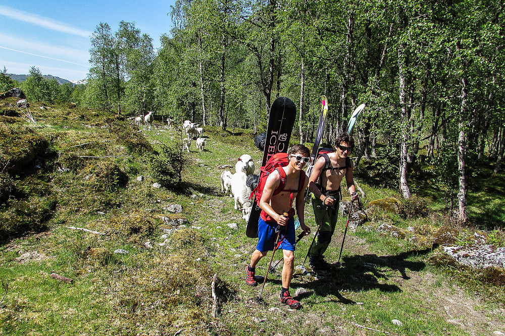 Fikk selskap av en saueflokk.