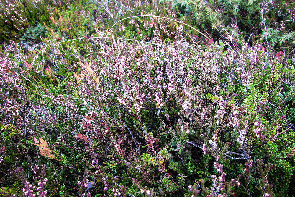 Røsslyng (Calluna vulgaris) som sammen med Bergfrue er kåret til Norges nasjonalplante.