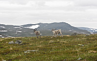 Nysgjerrige reinsdyr på Børgefjell.