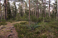 Inne i skogen her ligger høyeste punkt på Stokkeråsen.