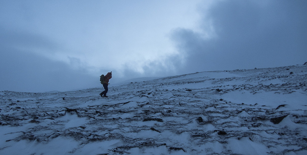 Typisk vær på Dovrefjell. Signar tror han er en moskus.