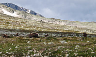 500fjell_p7270195.jpg