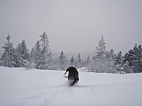 Frigg leker seg i snøen på toppen.
