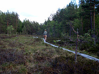 Flere økosystemer ble observert denne dagen, blant annet denne myra nordvest for Tømmerås (313) i Ski.