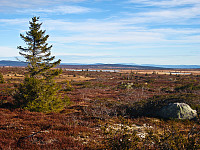Store flate myrområder på Hedmarksvidda ved Øyungen. Trysilfjellet skimtes langt der bak.