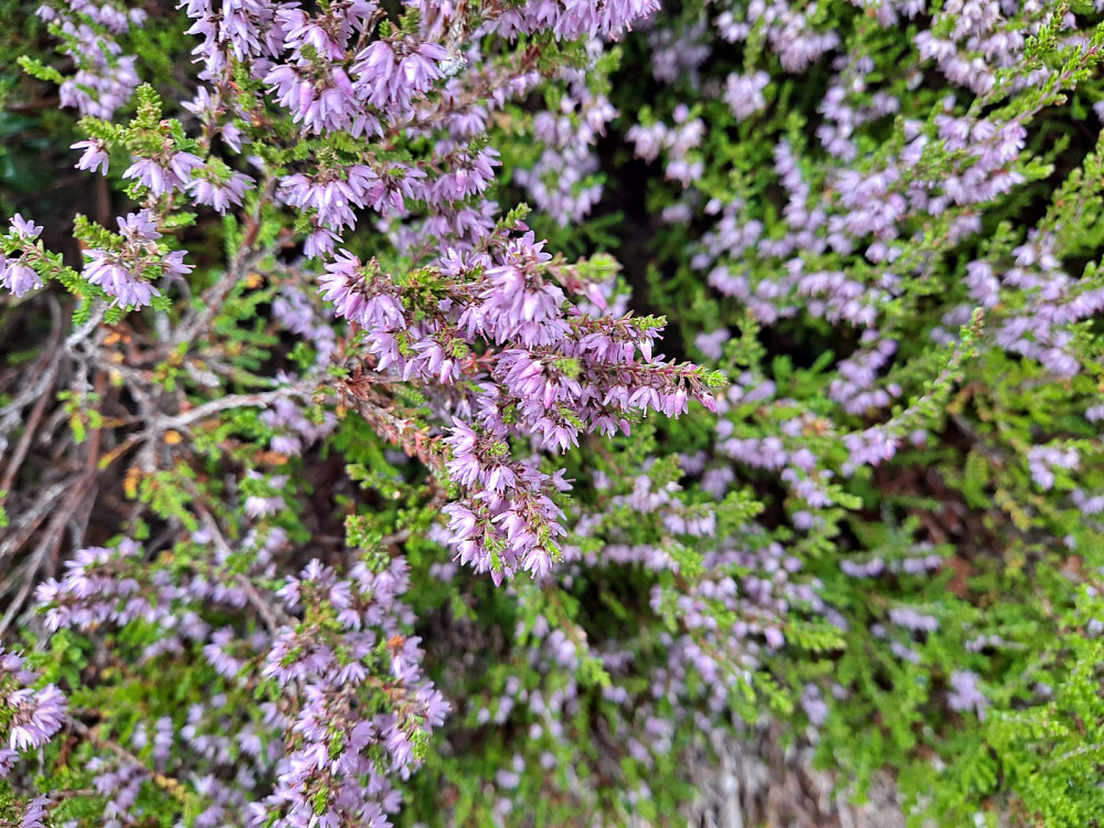 Røsslyngen blomstret på Balbergkampen