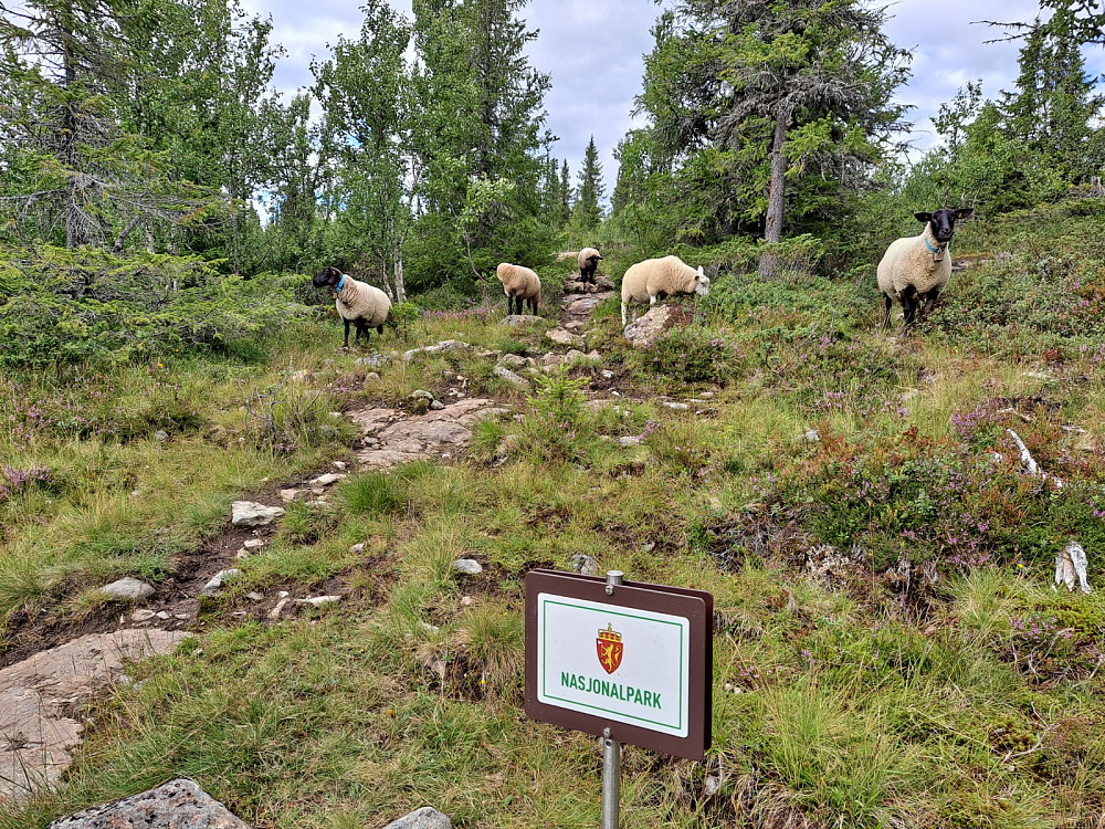 Går inn i Langsua nasjonalpark