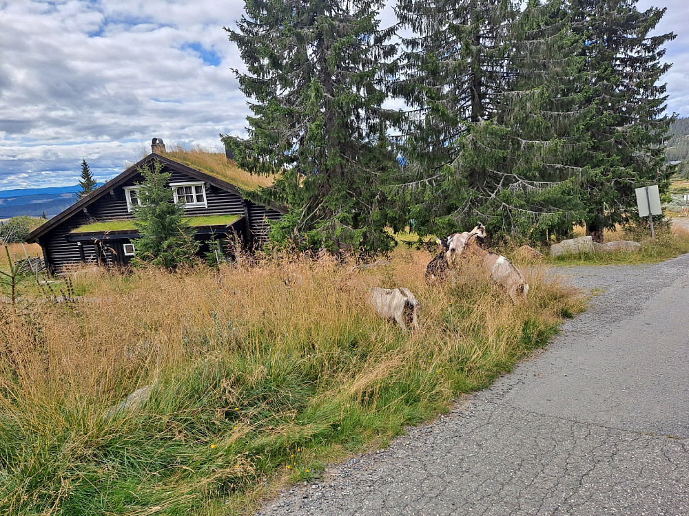 Geiter ved turstart på Nordseter
