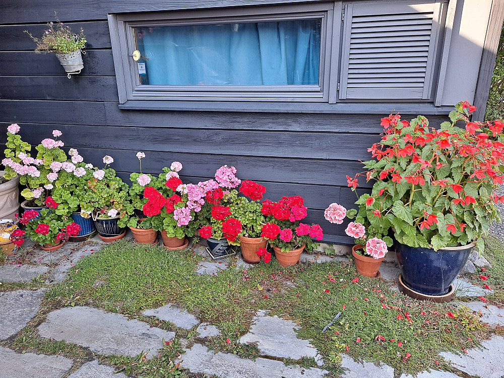Og hjemme blomstrer det