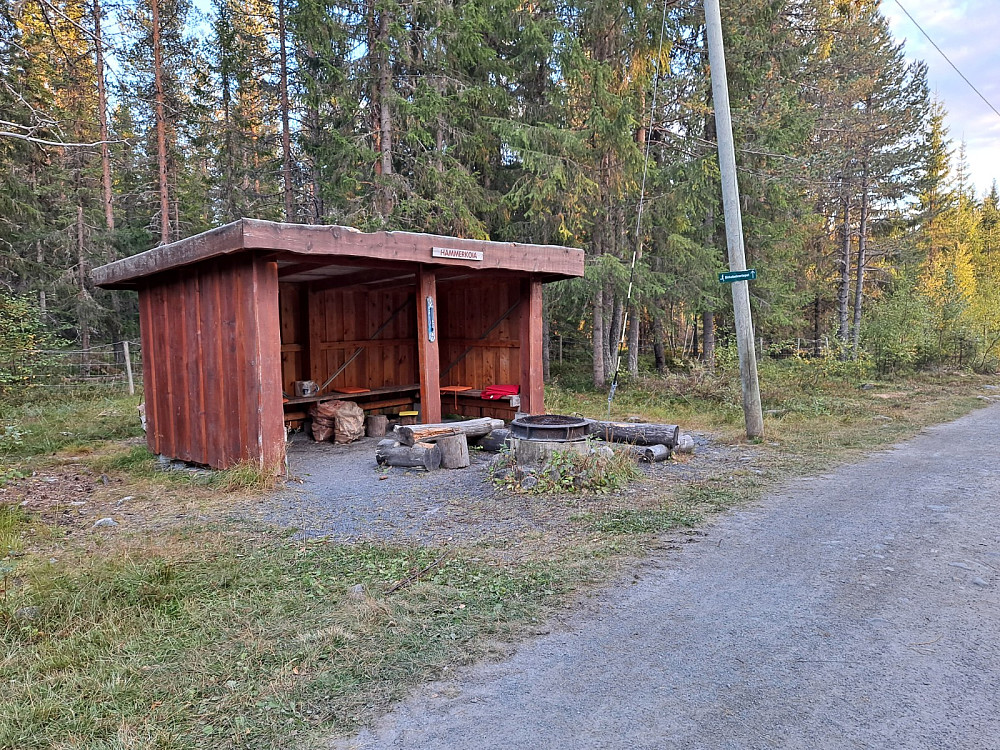 Hammerkoia