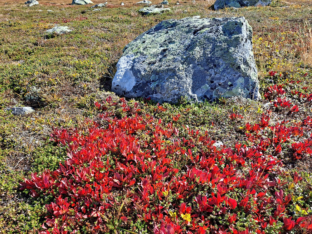 Rypebærlyngen er fin nå
