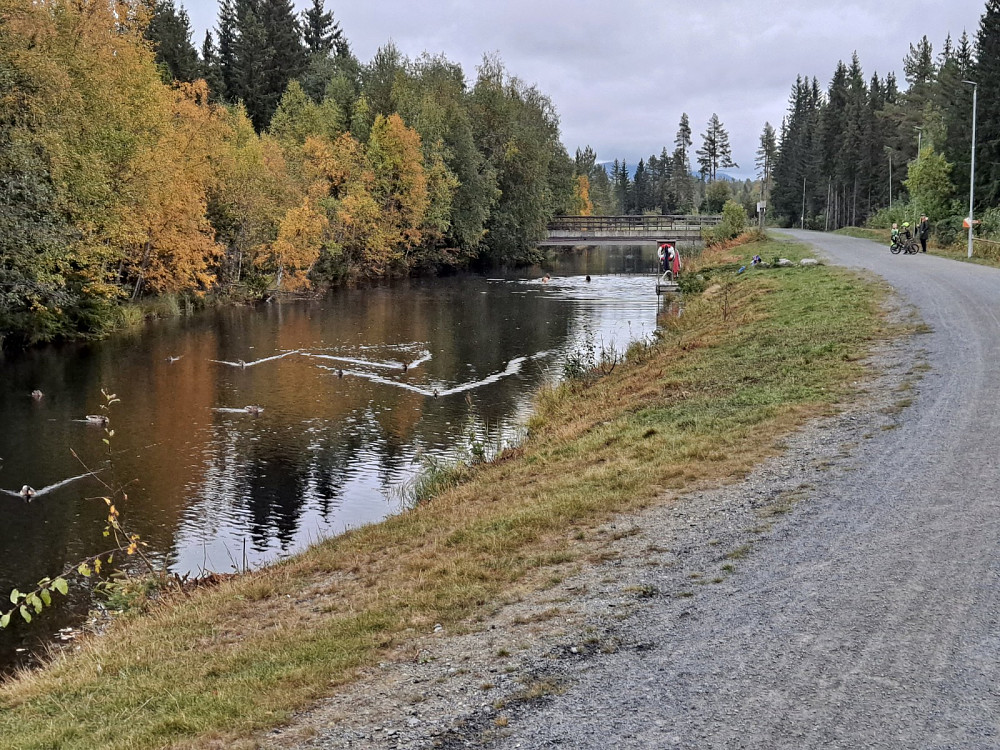 Både ender og folk badet i Kanalen i dag