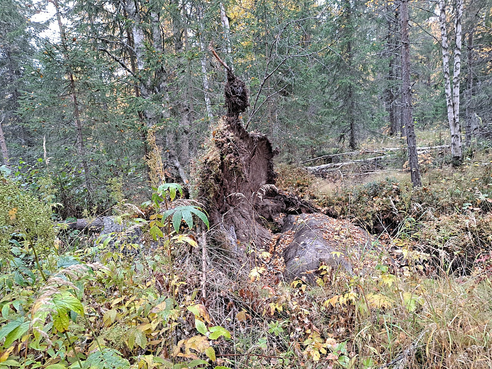 Velta gan ved råket mellom Krokbua og Hammerkoia