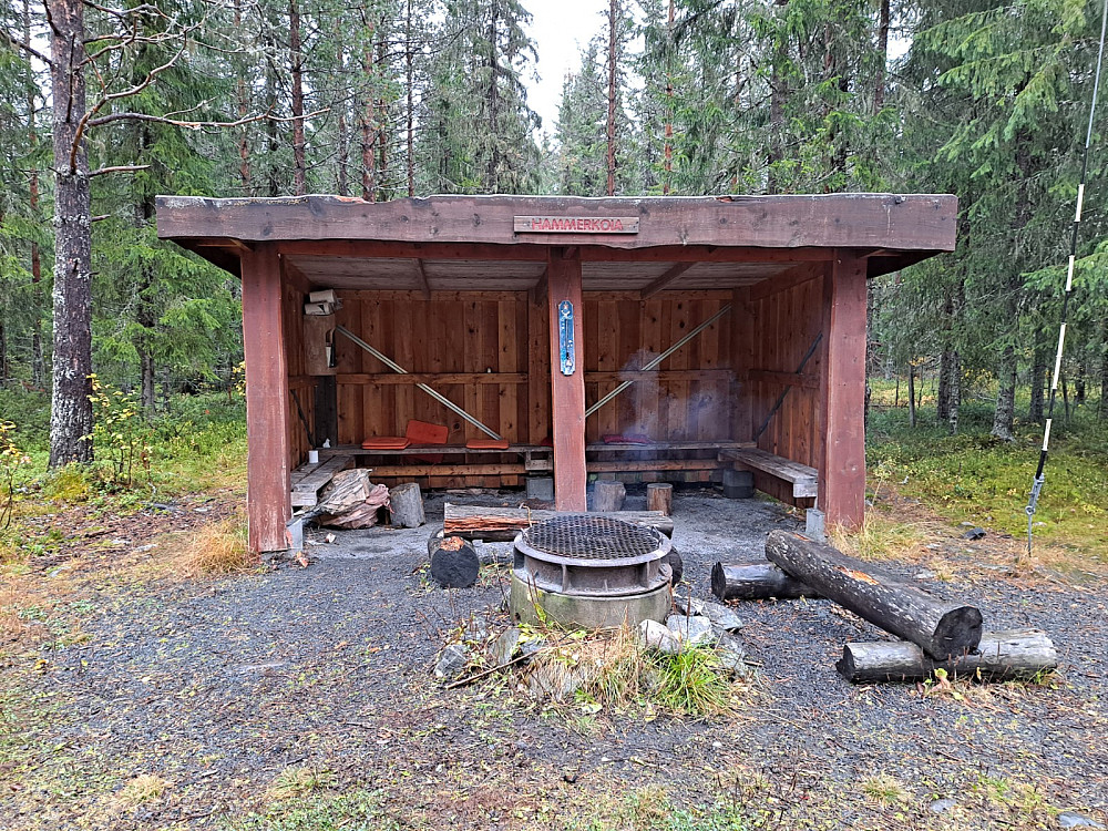 Ved Hammerkoia
