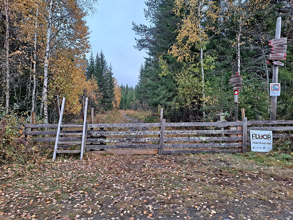 Ved Hammerkoia