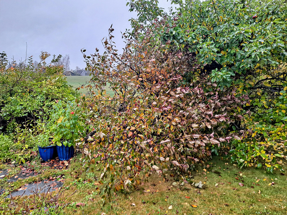 Prydepletreet har veltet