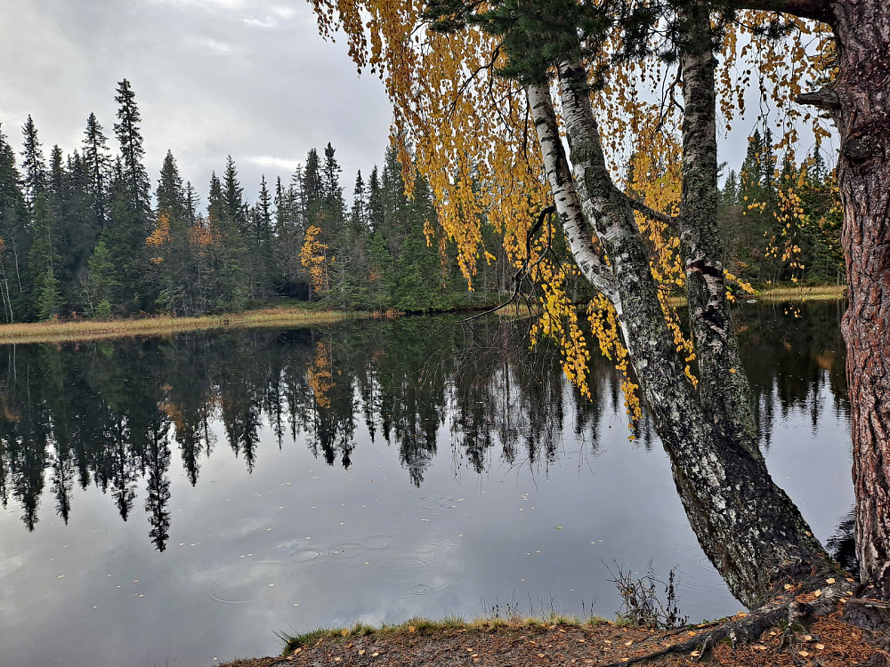 ved Krokbua