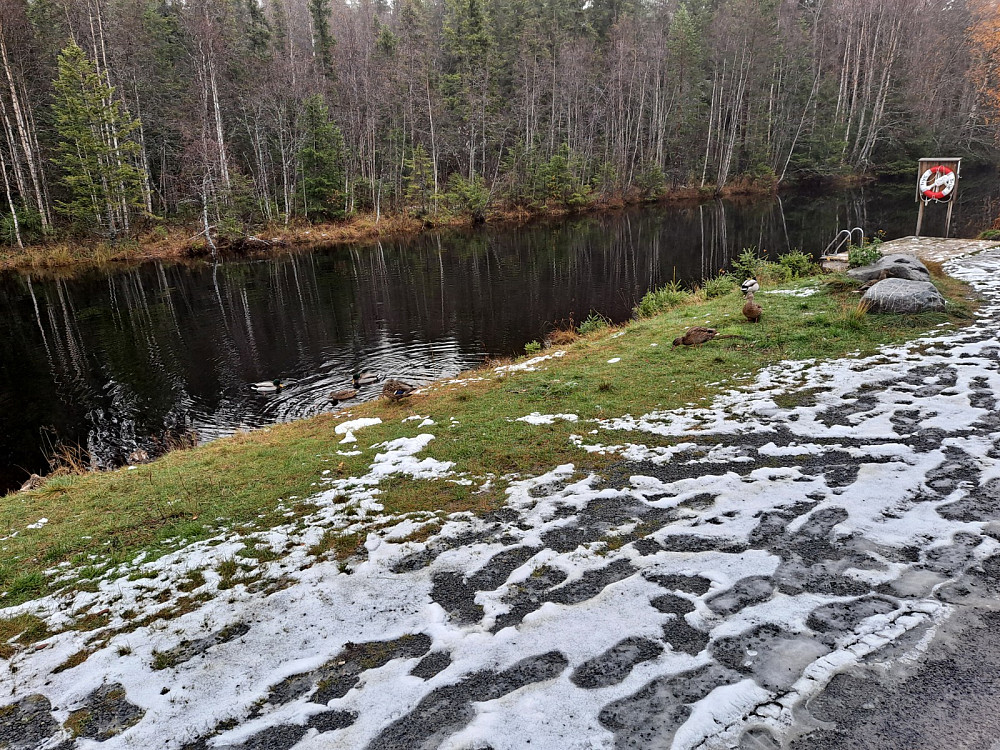 Endene koser seg ved Kanalen