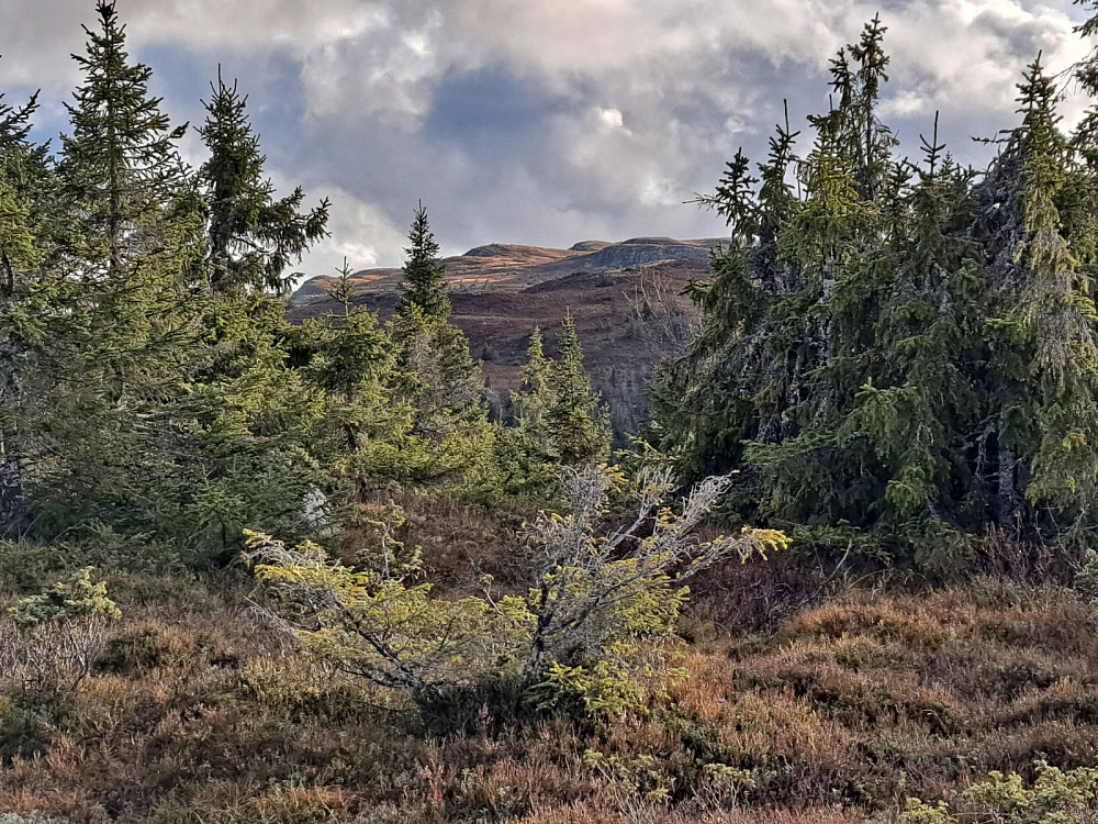 Skjellbreidsfjellet fra Rypefjellet