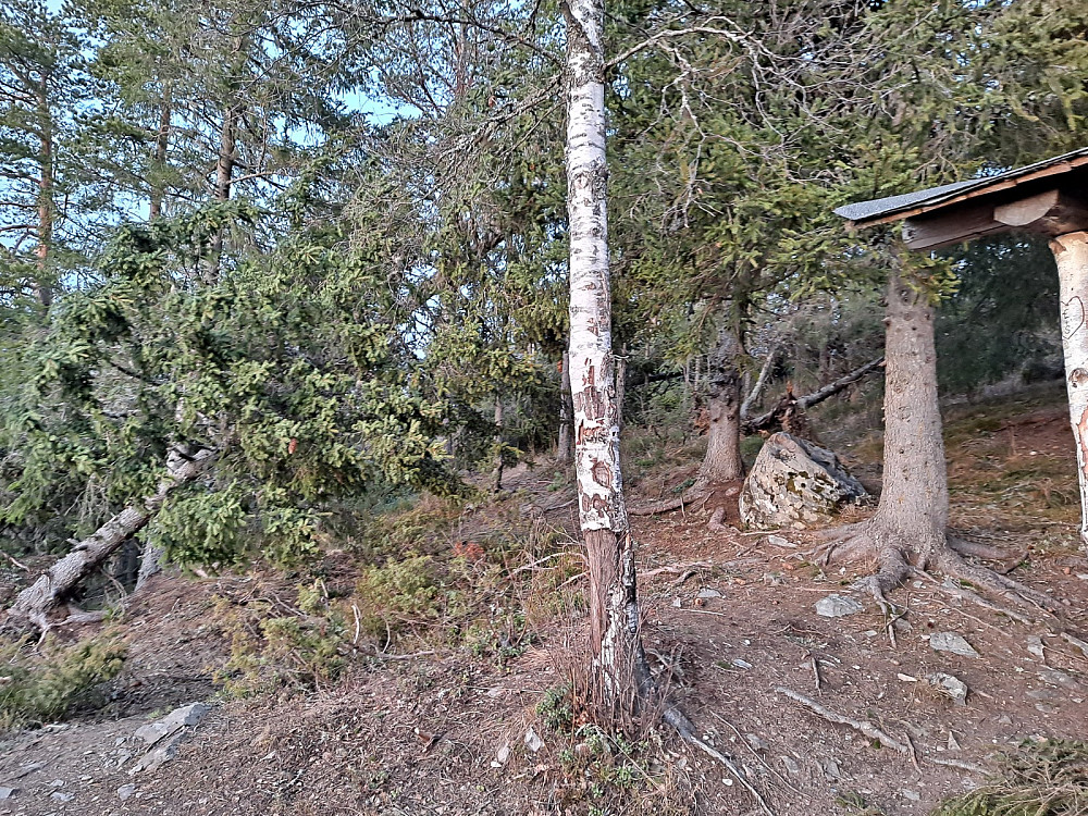 Trevelt på Hansvehaugen