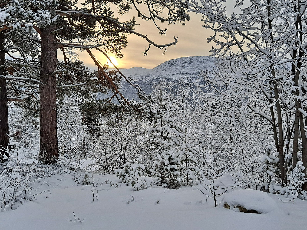 Fint ved hytta