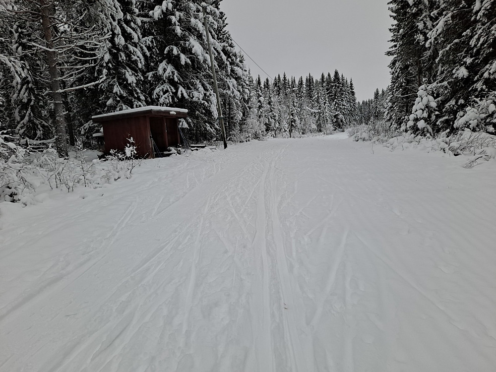 Ved Hammerkoia