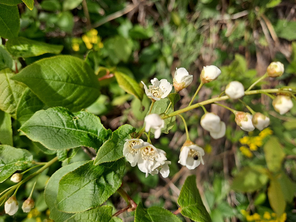 Hegg i Blomst
