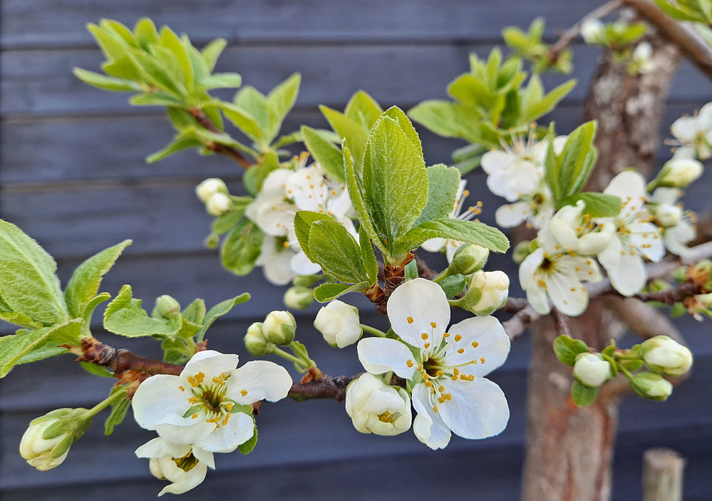 Plommetreet i blomst