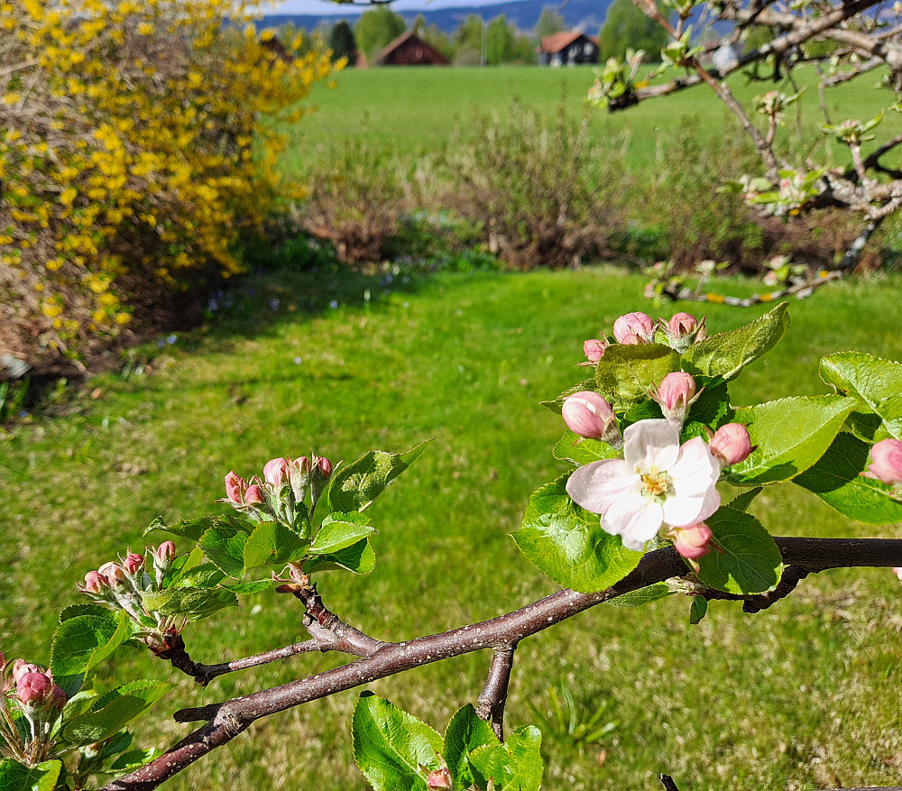 Epletreet begynner å blomstre