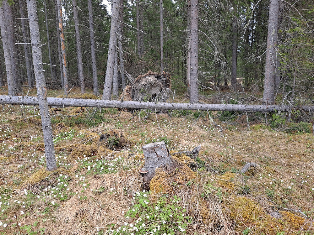 Trevelt
