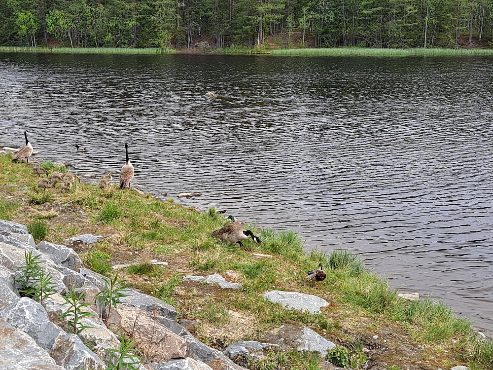 Canadagjess ved Krokflø