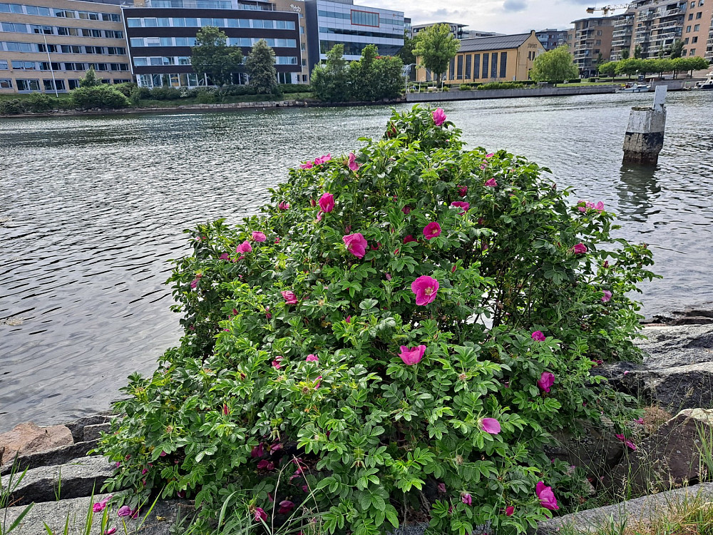 Rosene blomstret på kaikanten