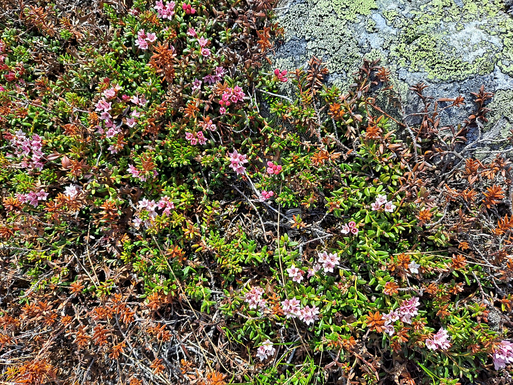 Greplyng på Hærfjellet