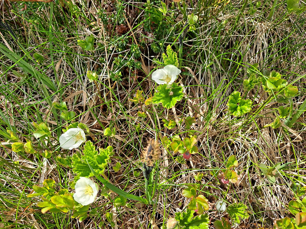 Molteblomstring