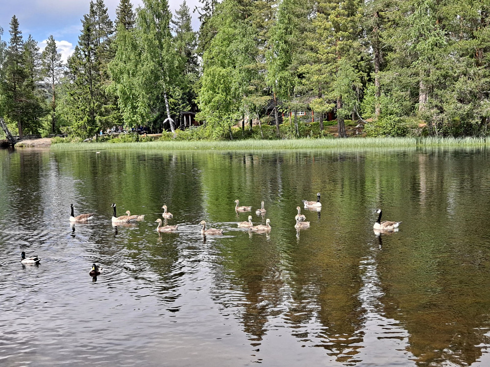 Idyll ved Kroken