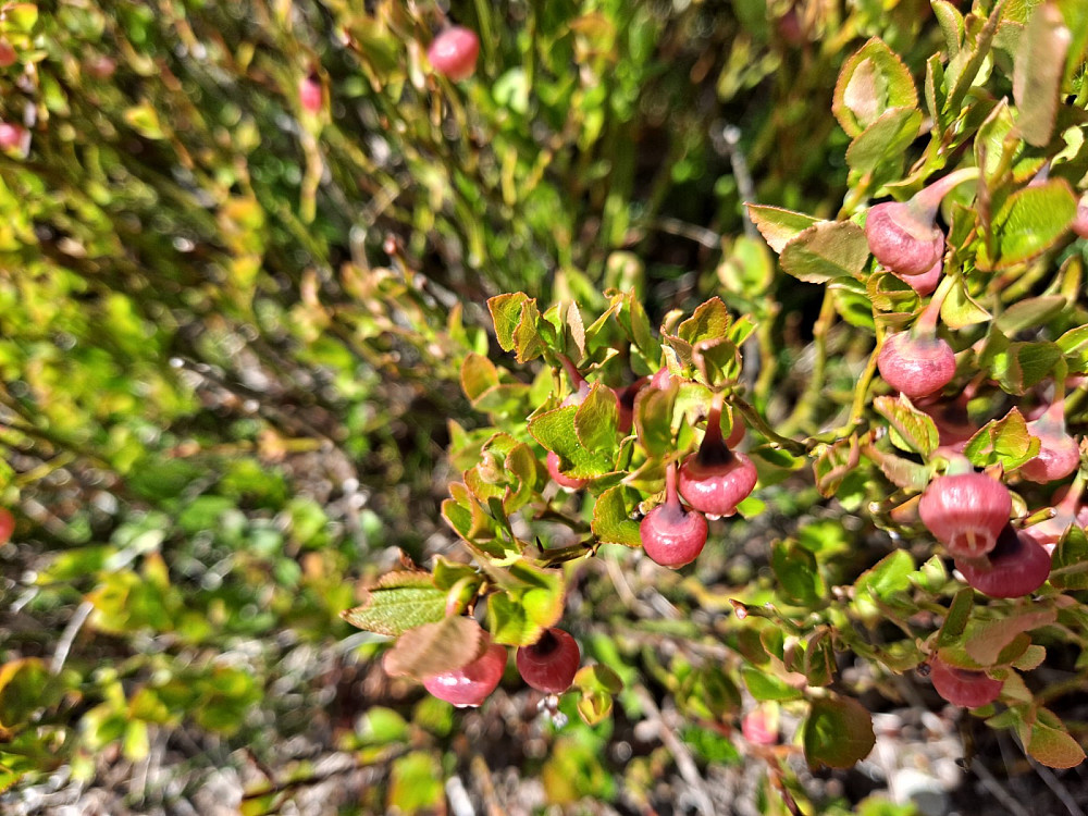 Blomstrende blåbærlyng