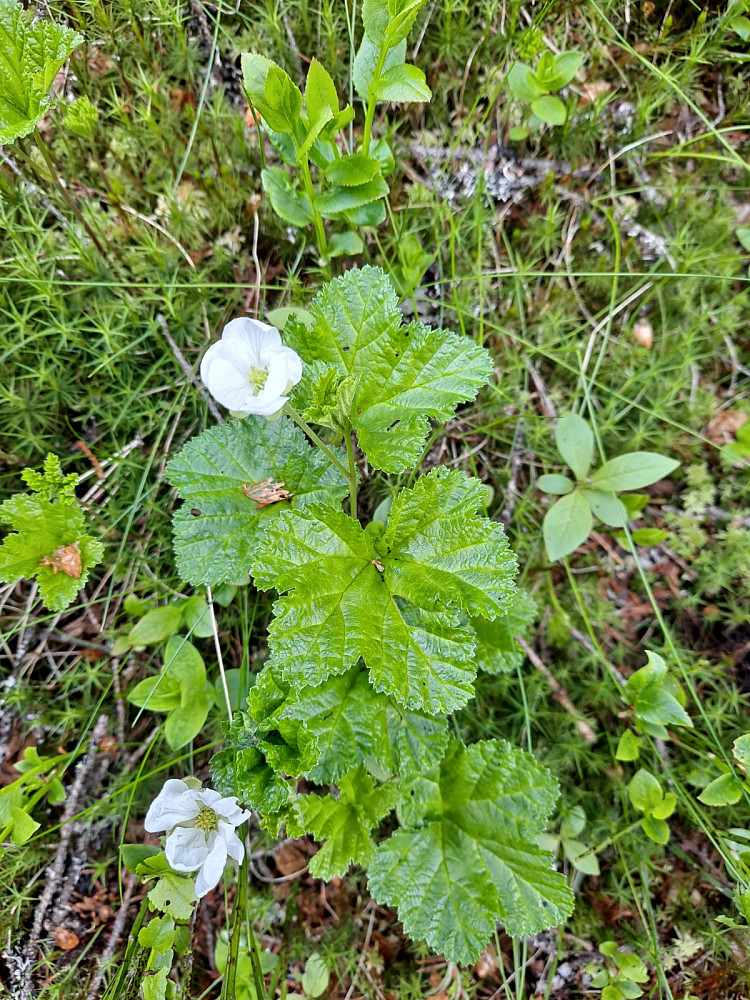 Molteblomst