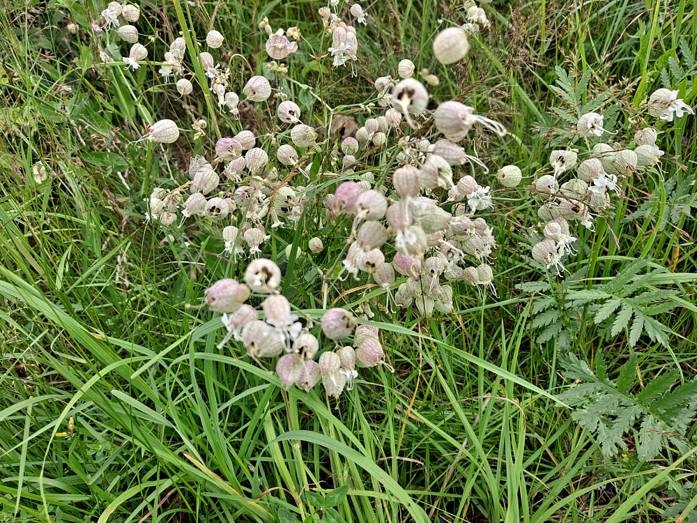 Engsmelle