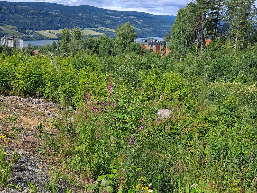 Mjøsutsikt