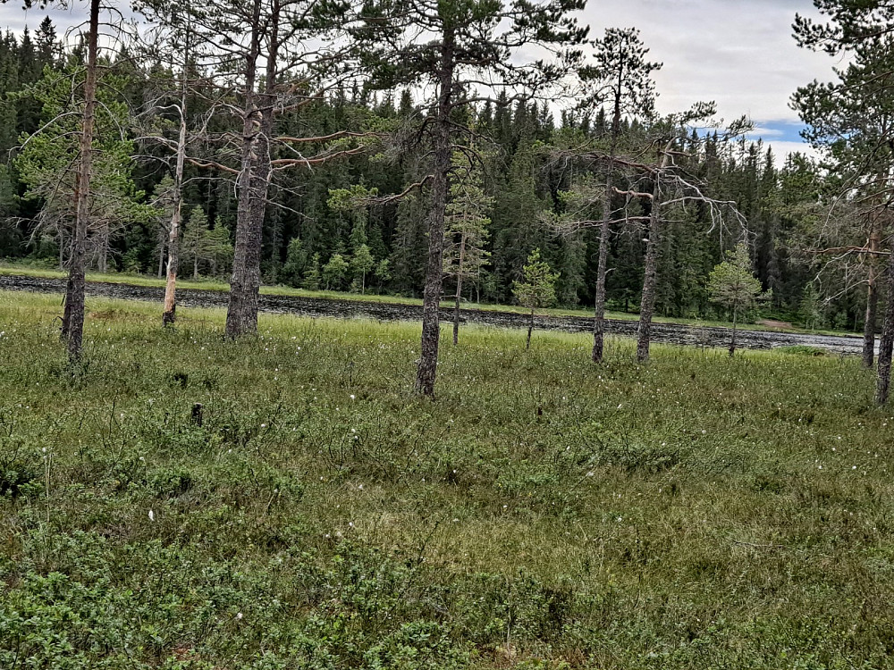 Røyslitjernet