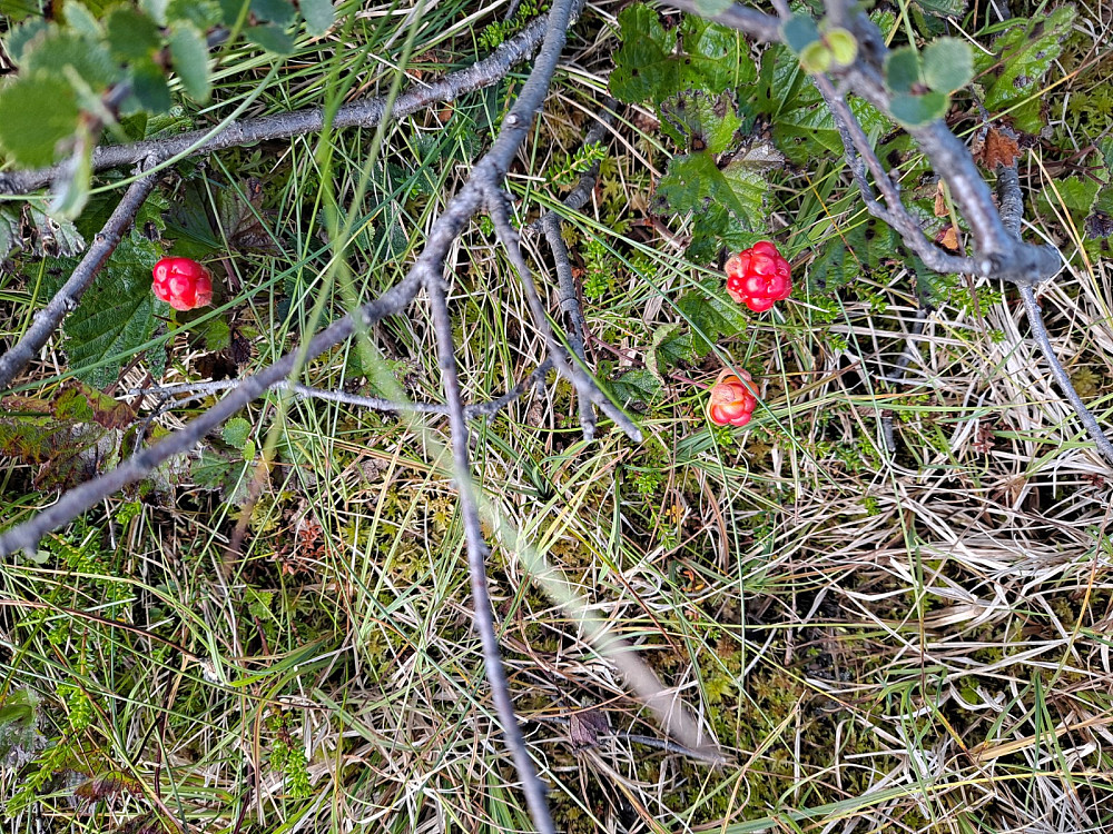 Moltekart på myr like ved fjellkirka