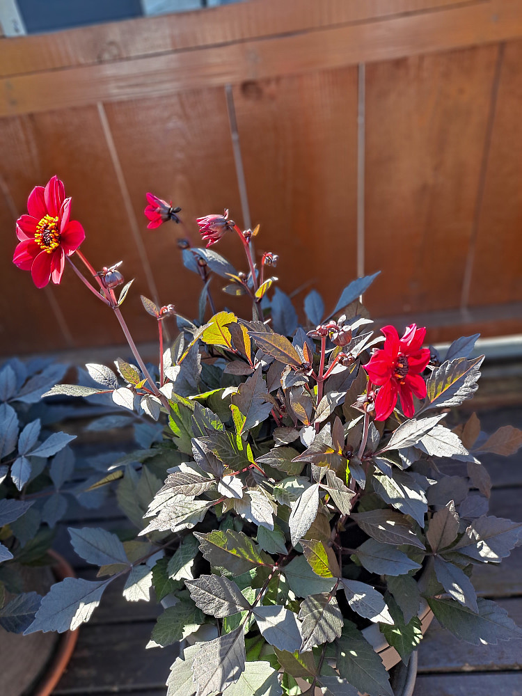 På verandaen begynner georginene å blomstre