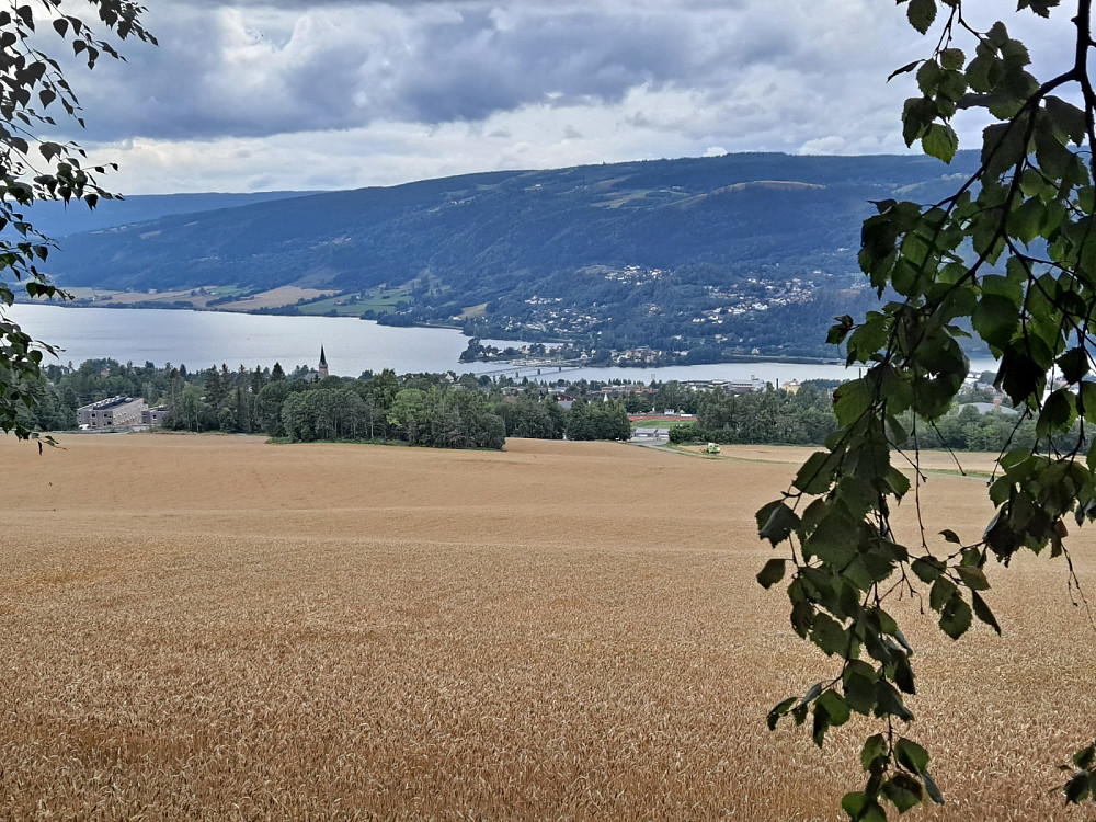 Moden kveiteåker på Lysgård